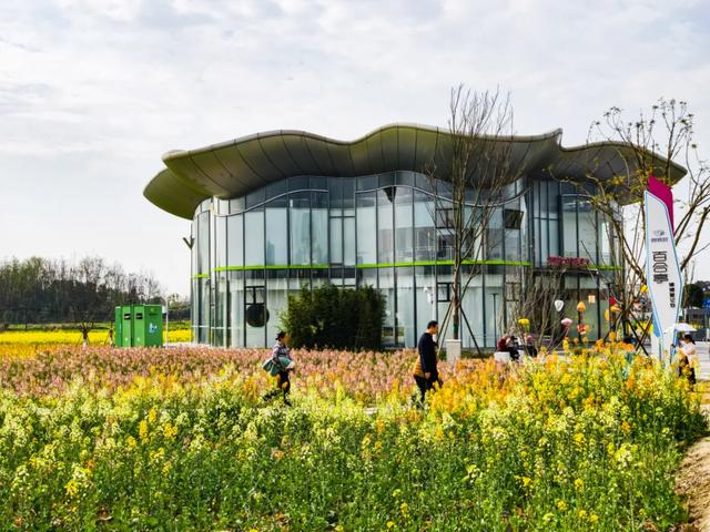 100%出片!郫都蝴蝶村彩色油菜花海,进入最美花期