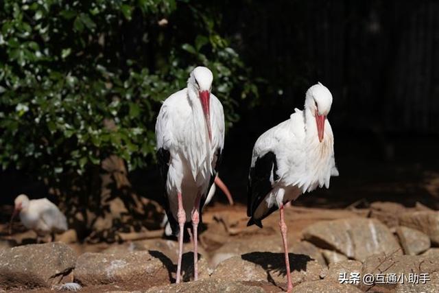 选索尼还是适马？E卡口大光圈长焦变焦镜头巅峰对决！