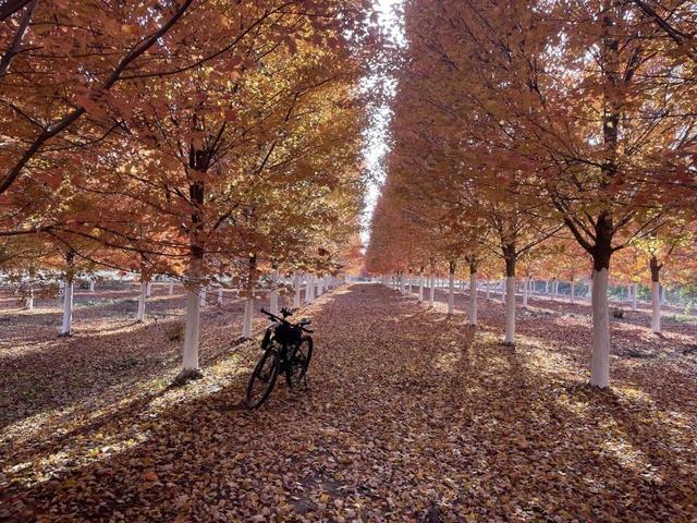 大美六合老虎岗枫叶绝美