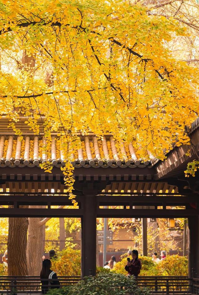 西安周末游丨这8个免费赏银杏叶好去处