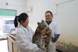 动物宝宝诞生记！谁是最可爱的“奶爸奶妈”图片