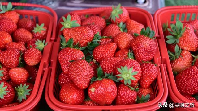 别再问昆明哪里能摘草莓了！收下这份采摘地图，直接抄作业→