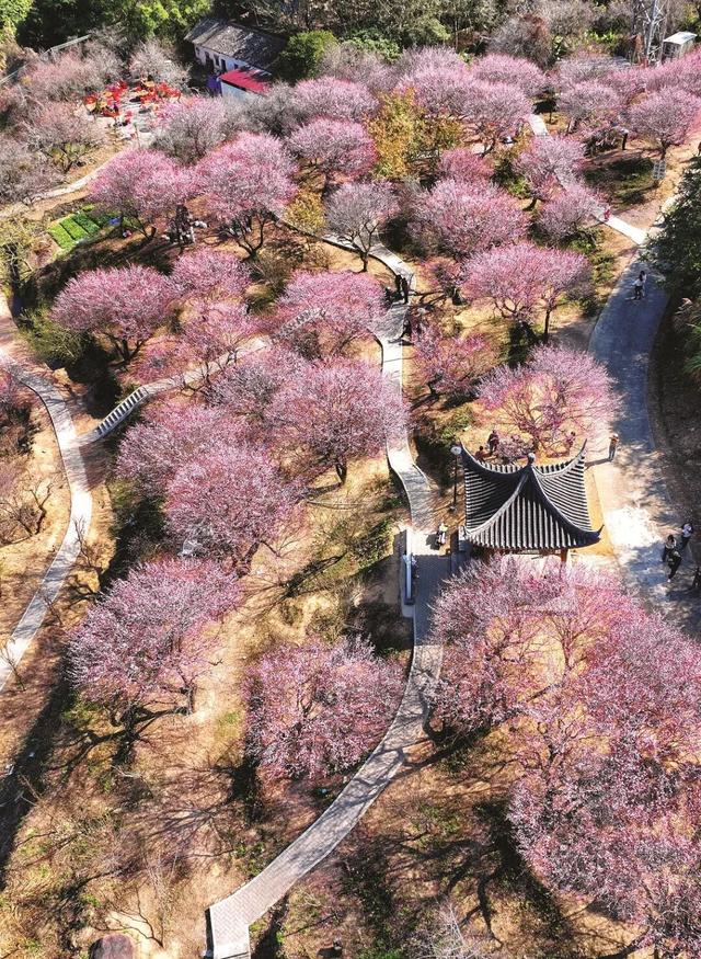 惠聚美好丨梁化梅园迎来最佳观赏期，错过等一年！