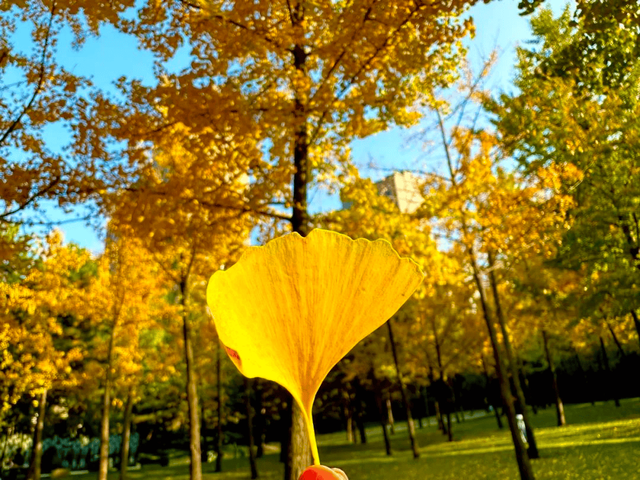 秋日顶流，风景绝美！留下最美的记忆