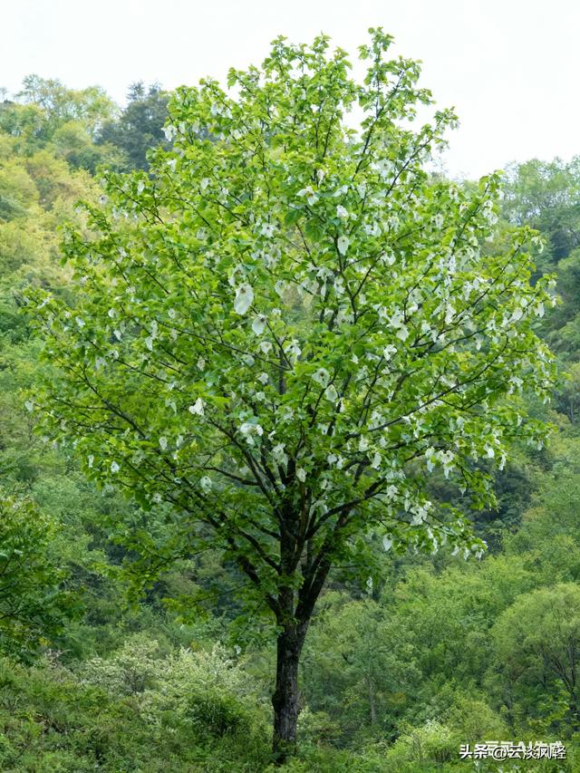 鸽子树：植物界白衣天使！开花开成和平鸽，却总被误认为洗衣店