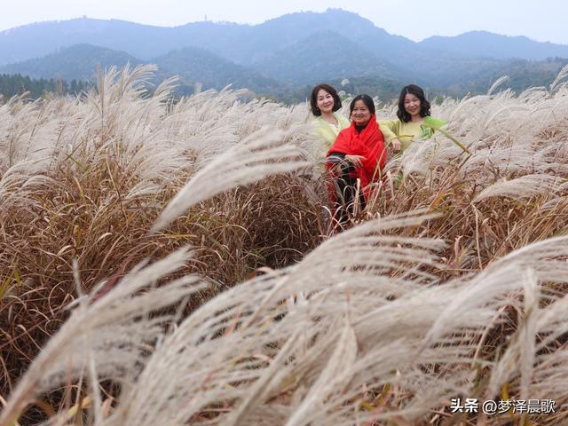 豫客纷至安陆，共赏银杏芦花绘初冬