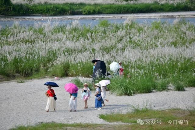 超级出片！绵竹这片芦苇荡，拉满秋日氛围感......