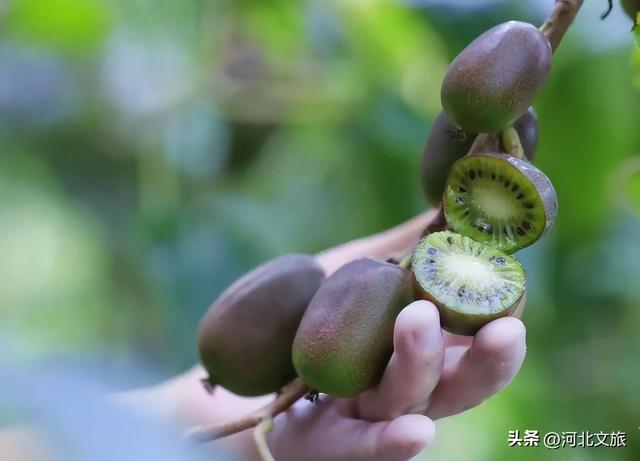 赏秋景、品秋味……来河北永年邂逅秋天里的童话