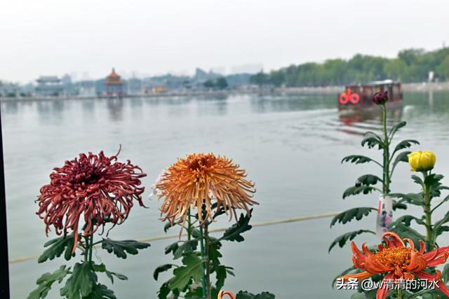 菊花是秋天里美丽的图画