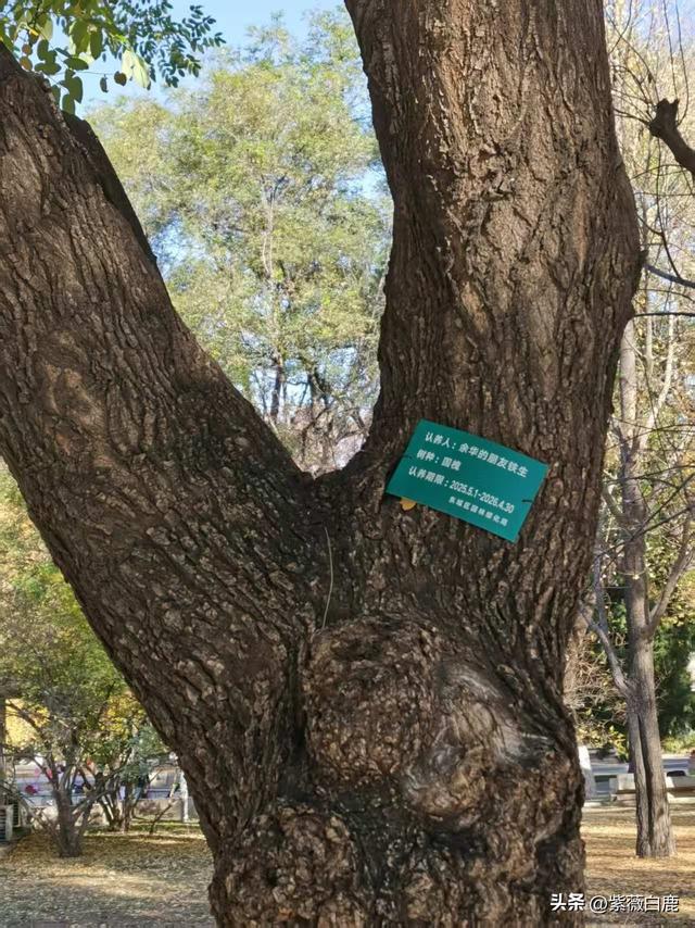 这个秋天，我在地坛