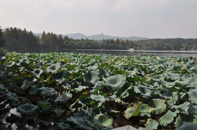 南京城 拍江南行摄 记者 张德富