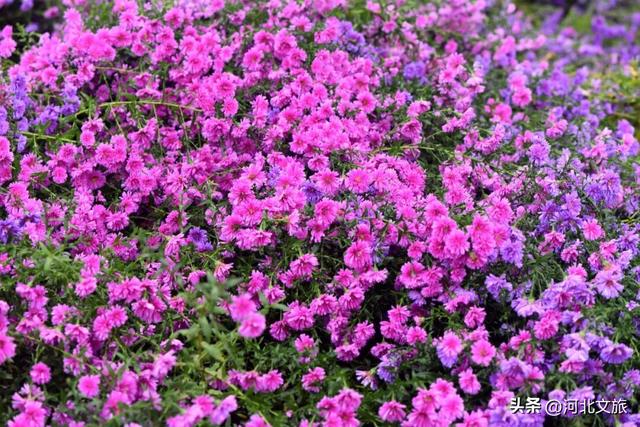 此刻，紫色“花毯”已“铺”好，石家庄市栾城区美成这样……