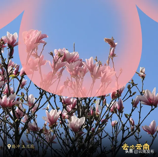 3月来云南赏春日繁花！