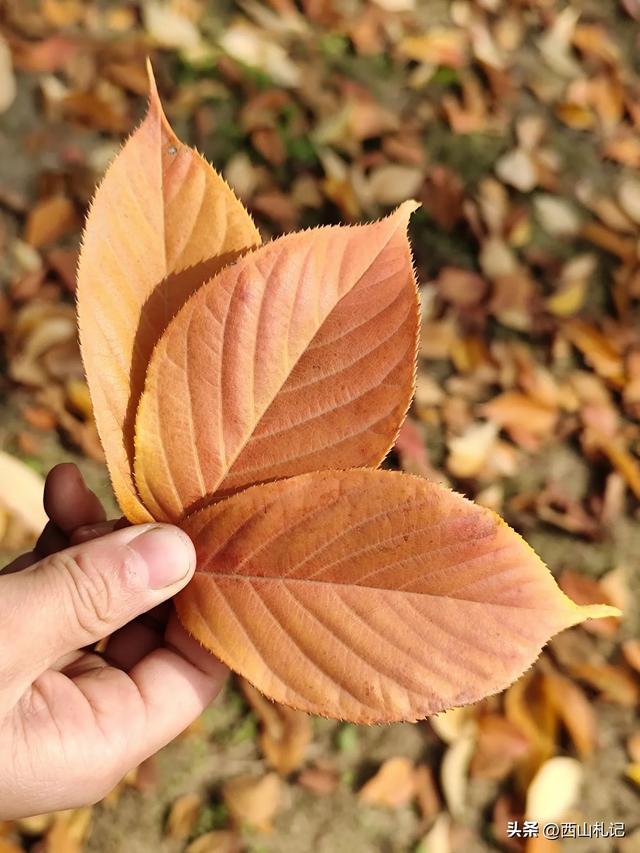 五线小城里的银杏大道，美翻全网的深秋景色原来在这里