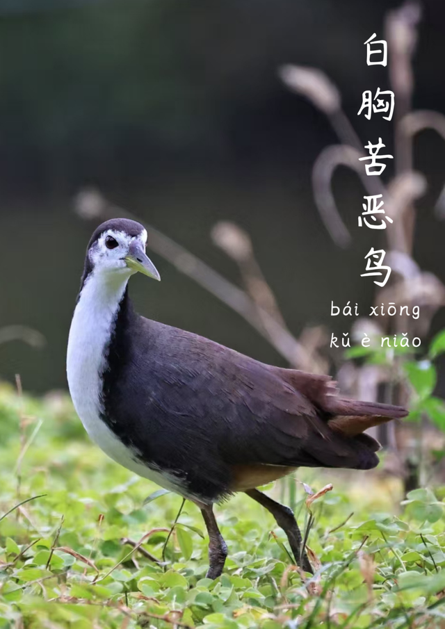 成都市中心竟藏着一个观鸟天堂？来这座公园偶遇20种留鸟！