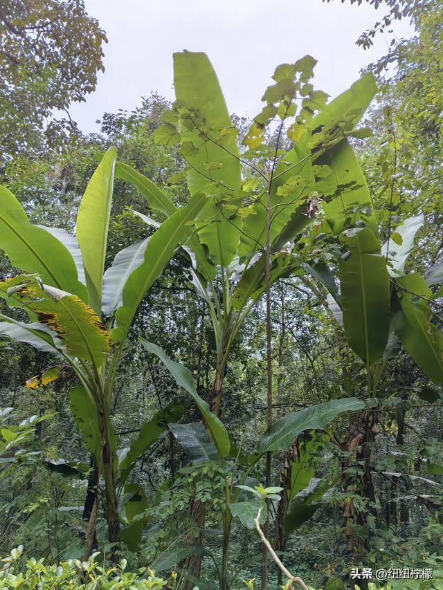 很多朋友到重庆大足区都优先选择到宝顶山石刻，忽略了北山石刻