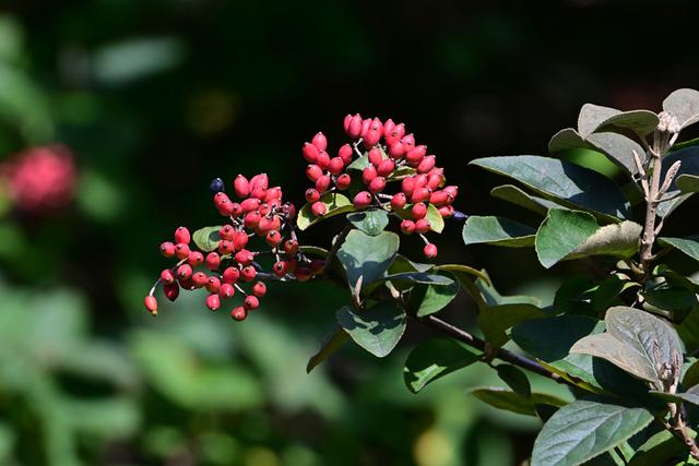 最近没时间逛月湖？来屏上赏秋，别错过这美景！
