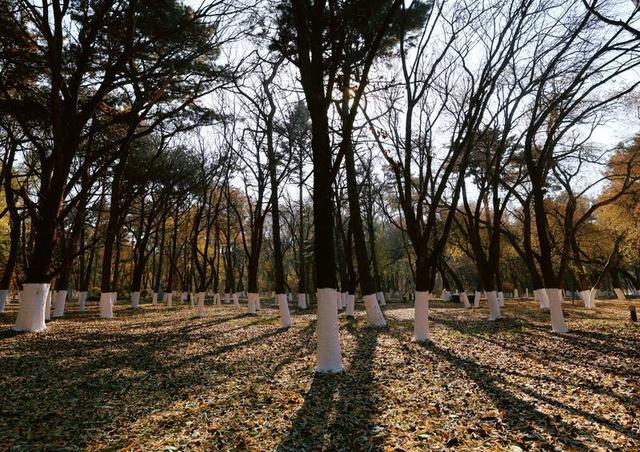 秋之彩色吉林｜层林尽染，鹿影翩跹！这里的秋天美成一首诗