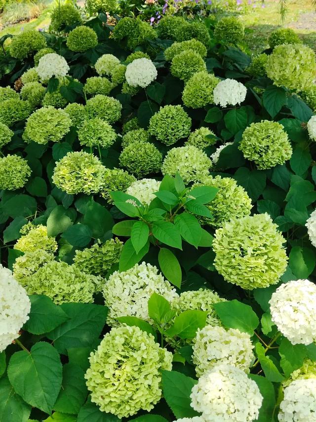 昆明绣球花界的莫奈花园——潘祥记梦橙花园密境