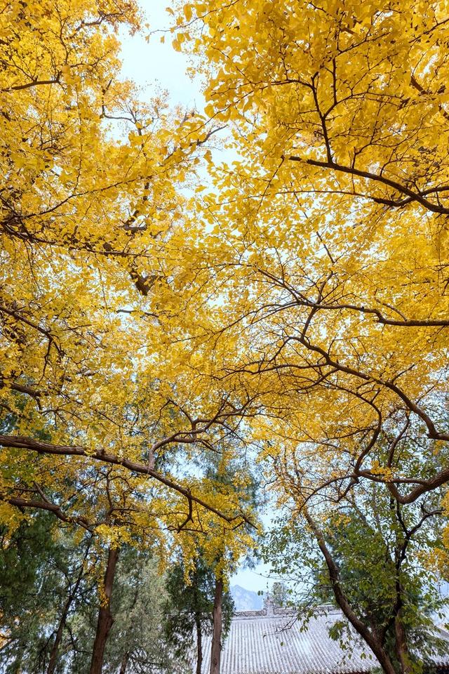 全郑州人都在等的银杏，黄了
