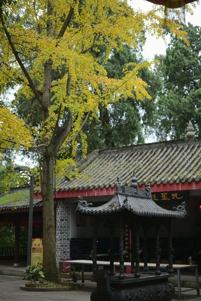 落叶缓扫，快来新津比“叶”！