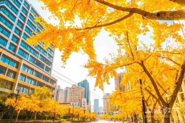 又到落叶季！错过等一年~