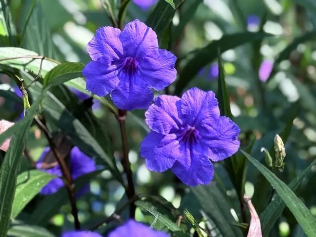 惠聚美好丨秋日的红花湖，被翠芦莉温柔环绕