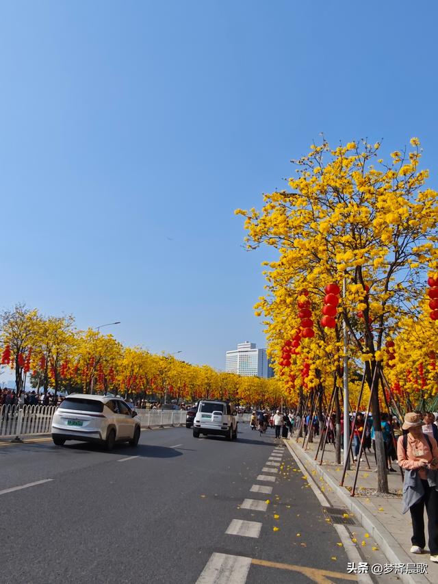 广东广州：春日限定浪漫 洲头咀黄花风铃木引游人如织