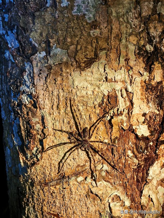 马来西亚(36)砂拉越州⑩峇哥国家公园夜间徒步体验