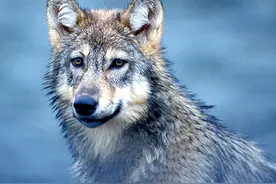 常听：宁遇豺狼，不碰白虎，那么“白虎”指的啥？真的是这样吗?图片