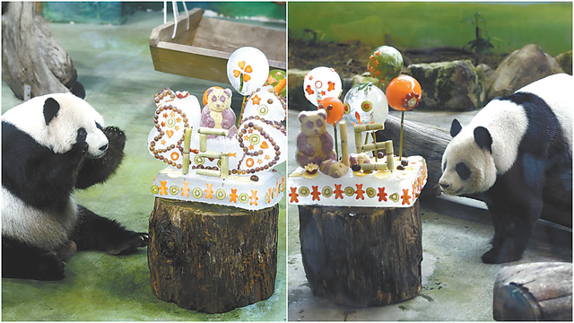 胆大包天！台当局要将中国国宝献给日本？国台办撂下狠话