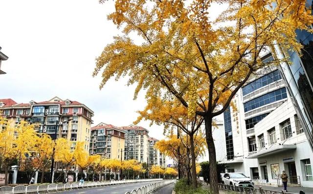 秋色浓度已拉满，谁还没偶遇申城街头的 “赤橙黄绿交响曲”？