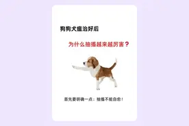 犬瘟治好了抽 搐越来越厉害❓图片