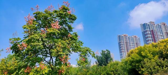 寻美薛城丨金色浪漫！森林公园里的“栾树”花开正艳，枝头流金溢彩！