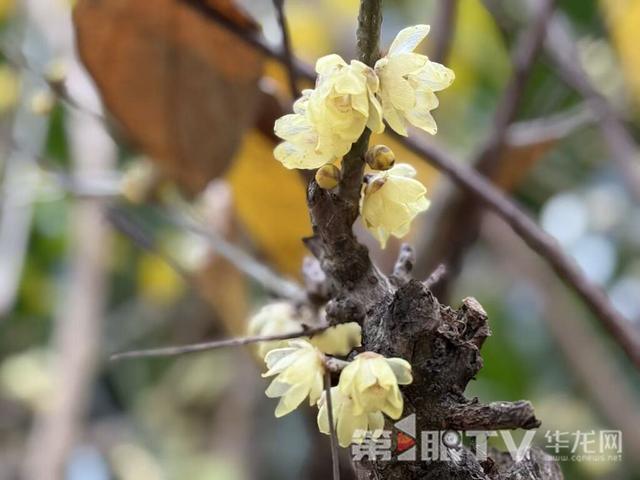 重庆今冬第一波蜡梅开了 最佳赏花期就在本月