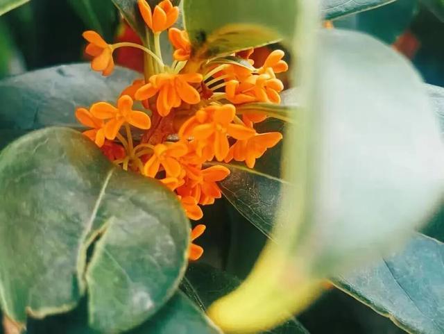 美到词穷！灵山岛秋日慢游攻略来了→