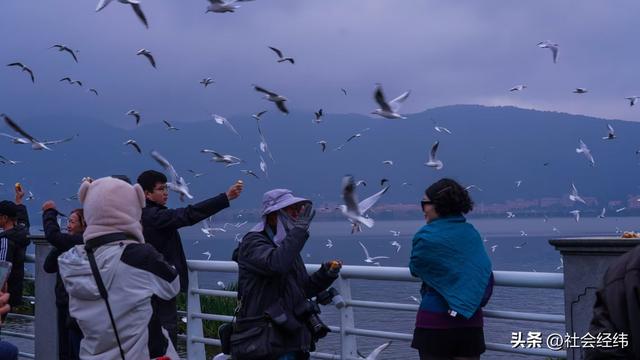 每日一景|漫步滇池湖畔·与海鸥共舞