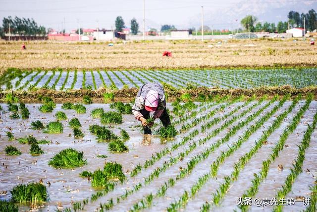 今日入伏，老人说最怕“入伏一日雨”，入伏天下雨有啥预兆？
