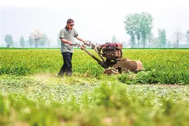 蒲公英花开正好，村民抢抓农时采收图片