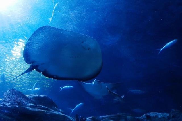 香港海洋公园，缆车俯瞰山海，探梦幻水族馆，假日亲子游的好去处