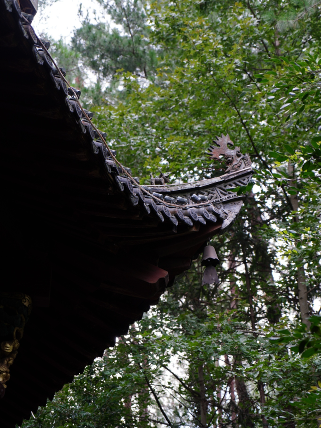 黄山治愈系打卡！20 分钟公园漫游，和“班味”说拜拜 | 皖美冬日 | 第十五届安徽国际文化旅游节