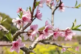 清明踏青，春日“村”游，长三角的春天还能这样玩？图片