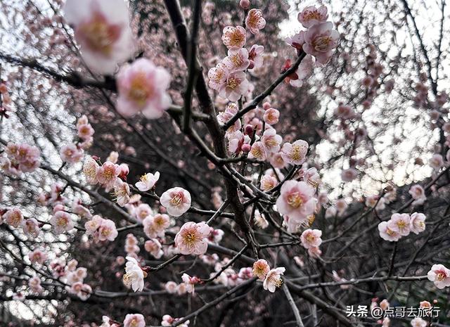 成都市区绿梅、青梅开花了，不用远去大邑，免费，非常惊艳！