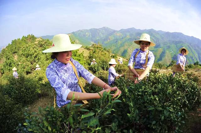桐柏县禺峰茶园民宿:寻觅山野清凉与茶香雅韵