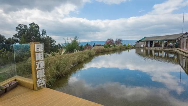 昆明市区冬樱花树下连猪都能自由奔跑的世外桃源