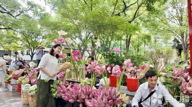 苏州“六月荷花市”盛景再现？