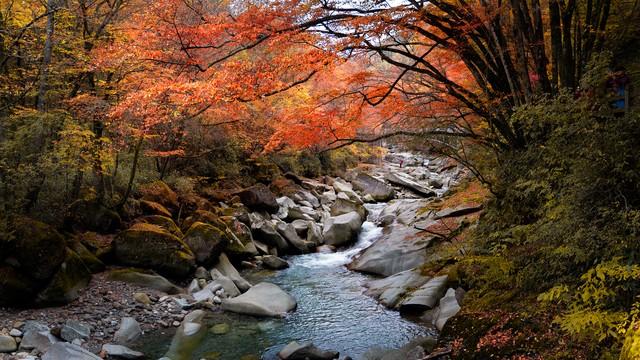 沿这5条高铁路线旅游红叶美极了，沿途解锁国内绝美秋色