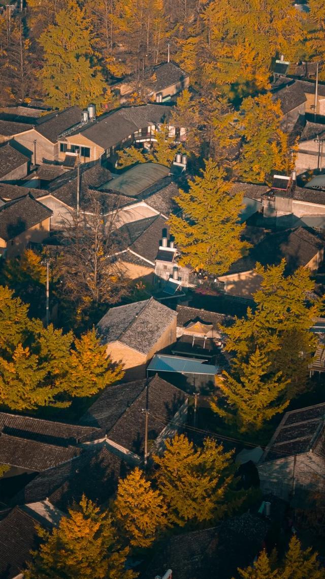 就在本周，银杏村绝美！错过再等一年！