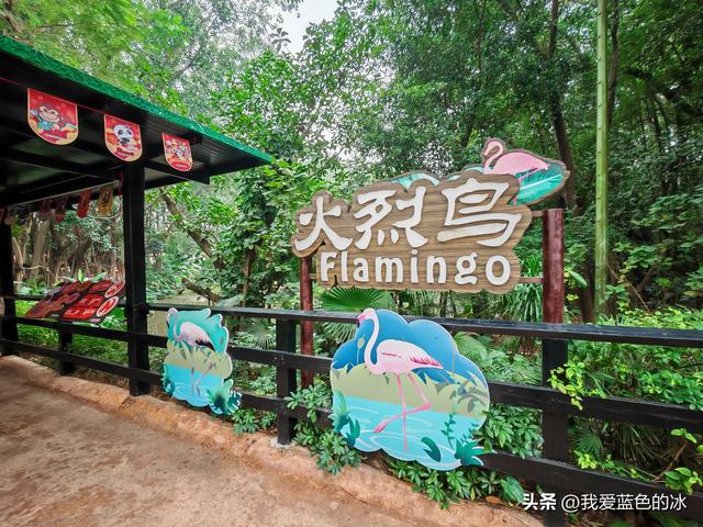 参观广州长隆野生动物园，全程感觉眼累手累腿不累