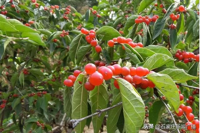 石家庄市城区赏秋最全指南，来啦！